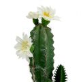Floristik24 Kaktus i en gryte med blomst 21cm hvit