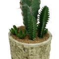Floristik24 Kaktus i en gryte med blomst 21cm hvit