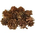 Floristik24 Kongler, naturlige små kongler, dekorasjon i nett 2,5-3,5 cm 300 g