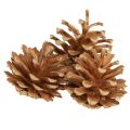 Floristik24 Kongler Furu (Pinus sylvestris) H3–5 cm 1 kg