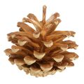 Kongler Furu (Pinus sylvestris) H3–5 cm 1 kg | Floristik24.no