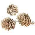 Hvitnede kongler, små kongler dekorert i et nett, 2,5-3,5 cm, 500 g | Floristik24.no