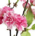 Floristik24 Kirsebærblomstring i rosa 77cm