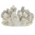 Floristik24 Maritim dekorasjon korallhvit kunstig polyresin liten 13,5x12 cm