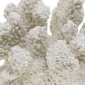Floristik24 Maritim dekorasjon korallhvit kunstig polyresin liten 13,5x12 cm