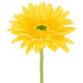 Floristik24 Kunstige gerberablomster, solgule, hageblomst, 47 cm, 6 stk.