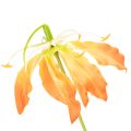 Kunstig Gloriosa oransje