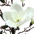 Floristik24 Kunstig magnolia grenkrem 90cm