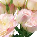 Floristik24 Kunstige blomster Eustoma Lisianthus rosa krem 52cm 5stk