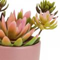 Floristik24 Kunstige planter i potter kunstige sukkulenter H13cm 3stk