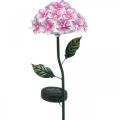 Floristik24 Solblomst, LED hagedekorasjon, dekorativ krysantemum rosa L55cm Ø15cm