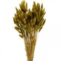 Floristik24 Lagurus Tørket kaninhale gress Oliven 65-70cm 100g