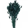 Floristik24 Lagurus Tørket kaninhale gress Mørkegrønt 65-70cm 100g