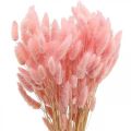 Floristik24 Lagurus tørket kaninhalegress lys rosa 65-70cm 100g