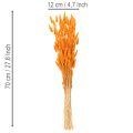 Lagurus-bunke med fløyelsgress, tørket, 70 cm, 100 g | Floristik24.no