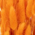 Lagurus-bunke med fløyelsgress, tørket, 70 cm, 100 g | Floristik24.no