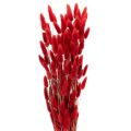 Floristik24 Tørket Lagurus-bukett, tørket blomsterdekorasjon, 70 cm, 100 g