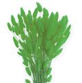 Floristik24 Dekorativ gress Eplegrønn Lagurus 100gr