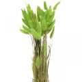 Floristik24 Fløyelsgressgrønn, lagurus, tørr dekorasjon, tørket søtt gress L18-50cm 25g