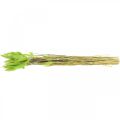 Floristik24 Fløyelsgressgrønn, lagurus, tørr dekorasjon, tørket søtt gress L18-50cm 25g