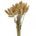 Floristik24 Lagurus ovatus, Pennisetum Grass, Velvet Grass Natural Light Brown L40–50cm 30g