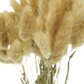 Floristik24 Lagurus ovatus, Pennisetum Grass, Velvet Grass Natural Light Brown L40–50cm 30g