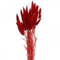 Floristik24 Dekorativt gressrødt, lagurus, fløyelsgress, tørrblomstret L30–50cm 20g