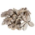 Landlotus Hvitvasket 6-12 cm 50 stk | Floristik24.no
