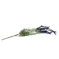 Floristik24 Lavendel busk 55cm blå