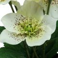Floristik24 Fastelavnsrose Hellebore Julerosepotte kunstige blomster H25cm hvit