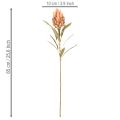 Kunstig Protea Leucadendron-blomst med lang stilk, 65 cm, 3 stk. | Floristik24.no