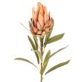 Kunstig Protea Leucadendron-blomst med lang stilk, 65 cm, 3 stk. | Floristik24.no