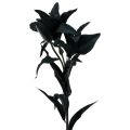 Floristik24 Kunstig blomsterlilje svart 84cm