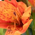 Kunstig Alstroemeria oransje blomst, kunstig bukettdekorasjon, 75 cm, 3 stk. | Floristik24.no
