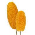 Floristik24 Stor loofah på pinne, gylden gul, 25 stk