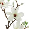 Floristik24 Magnolia hvit 51cm 3stk
