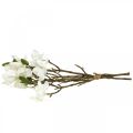Floristik24 Kunstige magnoliakvister hvit deco-gren H40cm 4stk i haug
