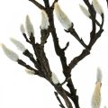 Floristik24 Kunstig Magnolia-gren Vårdekorasjonsgren med knopper Brun Hvit L135cm