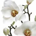 Floristik24 Magnolia gren hvit Dekorativ gren magnolia kunstig blomst