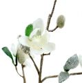 Floristik24 Magnolia gren hvit L 82cm med snø