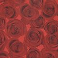 Floristik24 Mansjettpapir silkepapir røde roser 25cm 100m