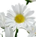Floristik24 Daisy bukett hvit 45cm