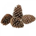 Floristik24 Maritima kongler, begravelsesblomsterdekorasjon, adventsdekorasjon, naturprodukt H12–15cm Ø6,5–10cm 50 stk.