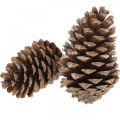 Maritima kongler, begravelsesblomsterdekorasjon, adventsdekorasjon, naturprodukt H12–15cm Ø6,5–10cm 50 stk. | Floristik24.no