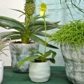 Floristik24 Mini cachepot, keramikkkar, dekorativ lykt, plantepotte bølgemønster Ø8cm 6stk
