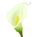 Mini calla kunstig hvit L 28cm 12 stk | Floristik24.no