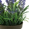 Floristik24 Mini lavendel i potte kunstig plante lavendel dekorasjon H16cm