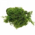 Floristik24 Dekorativ mose til håndarbeid Mørkegrønn naturlig mose konservert 40g