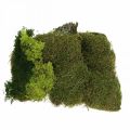 Floristik24 Dekorativ mose for kunsthåndverk blander grønn, lysegrønn naturlig mose 100g
