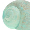 Floristik24 Snail shell sortiment green 500g